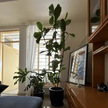 Indoor plant